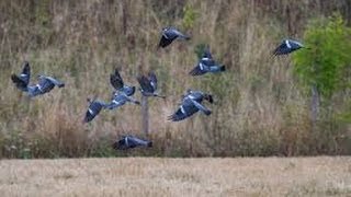 régulation de corvidés et de pigeons le 29 mai 2014 [upl. by Acebber]