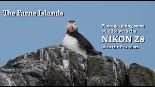 Farne Islands  Photographing Birds  Puffins [upl. by Baldridge]