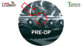 Wobblers Syndrome or Degenerative Myelopathy in Dogs Ataxia Symptoms and Treatment [upl. by Arahsit917]