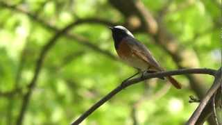 common redstart gekraagde roodstaart phoenicurus phoenicurus [upl. by Senhauser]