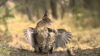 Male Ruffed Grouse Drumming [upl. by Louth]