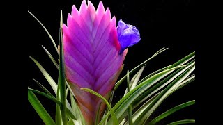 Tillandsia Cyanea [upl. by Marijn]