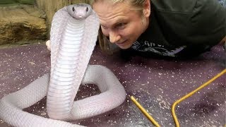 GETTING A VENOMOUS COBRA FOR THE REPTILE ZOO  BRIAN BARCZYK [upl. by Carlynne]