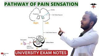 Pathway Of Pain Sensation Physiology of Pain Analgesic pathway  CNS Physiology [upl. by Acinorehs]