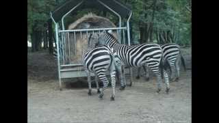 Animaux du monde  pour enfants Safari de Peaugres [upl. by Celie]