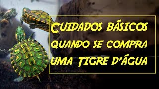 Cuidados básicos quando se compra um Filhote de Tigre Dàgua [upl. by Dasi120]