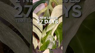 Monstera Mint Timelapse [upl. by Kries160]