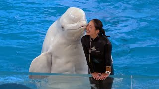 Beluga Whale Show At Yokohama Hakkeijima Sea Paradise 【4K】 [upl. by Alpheus]