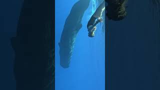 Would You Swim With A Blue Whale In The Wild Blue Sea bluewhales whales [upl. by Graehme]