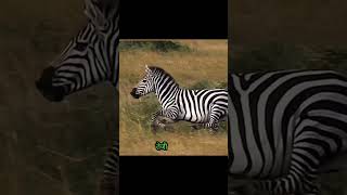 The lion catches the zebra and sees the power succeed shortvideo animals [upl. by Erika]