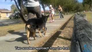 Barking and lunging at scooters  how Diesels behaviour was changed CASI [upl. by Hsirahc]