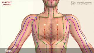 12 Principais Meridianos do Corpo Humano [upl. by Vasquez474]