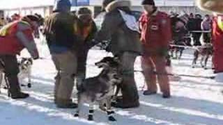 Yukon Quest Sled Dog Race 2007 [upl. by Vaientina49]