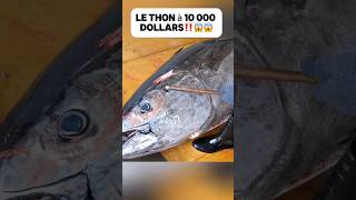 Le thon à 10 000 dollars‼️😱😱 food delicious découverte poisson fish cuisine pourtoi fyp [upl. by Otrebmal692]