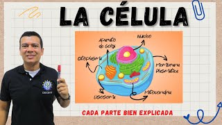 LA CÉLULA ESTRUCTURA Y FUNCIÓN CELULAR MITOCONDRIAS RIBOSOMAS LISOSOMAS ETC [upl. by Koren]