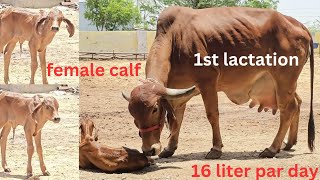 pure gir cow for sell  💫 gir cow new video 💫 👉 desi gir cow farming in india 👈 9414745465 [upl. by Ellezaj]