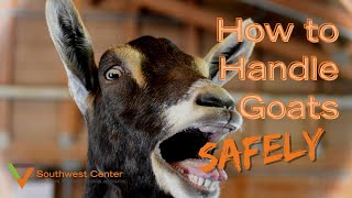 How to Handle Goats [upl. by Eadrahc]