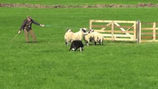 Irish National Sheepdog Trials 2016 JP McGees Glencregg SilverJnr [upl. by Publius]