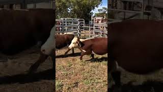 Buckley Hereford heifers AuctionsPlus [upl. by Eaned692]