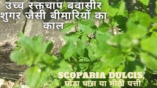 Scoparia dulcis  Meethi Patti Ghoda Ghans Herbs [upl. by Ahsiuqal]