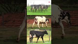 🔴 GIROLANDO Gyr X Holstein ✅ Vacas Lecheras [upl. by Butler]