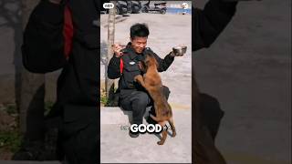 Stray Dog Walked Into Police Station And Got A Job ❤️dog doglover animalshorts [upl. by Aissat]