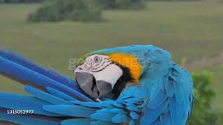 Il pappagallo ara ararauna si prende cura del piumaggio 🦜😍❤️ [upl. by Lasko]