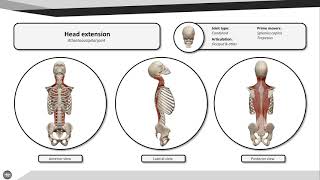 Head extension [upl. by Mcgrath]