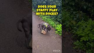 Blue Staffy plays with a BOULDER 🤣 shorts dog funny [upl. by Crow]