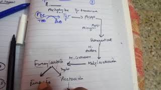 mPHENYLALANINE and TYROSINE METABOLISM part 1 second half glucose and fat synthesis [upl. by Anaeg892]