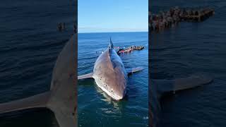 Giant megalodon shark stranded  megalodonshark sharkmegalodon megalodonshark megalodon sharks [upl. by Guidotti803]