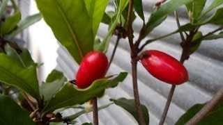 Miracle fruit Synsepalum Dulcificum  Tester [upl. by Goode]