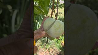 Cutting ripe mangoes from the tree is fun fruitcutting fruit [upl. by Huberman]