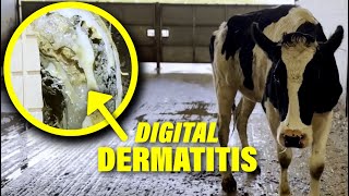 SATISFYING TRANSFORMATION from infected HOOF to HEALTHY COW [upl. by Pollux]