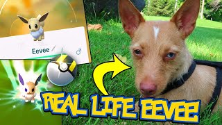 REAL LIFE EEVEE SHINY HUNTING ON POKEMON GO COMMUNITY DAY 2018 event [upl. by Kerrison]