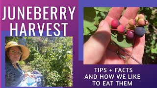 Juneberry Harvest  A Nutritious Sweet NATIVE Berry for a Warming Climate [upl. by Adnorhs247]