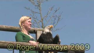 roofvogelshow gaia park [upl. by Ky913]