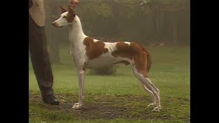 Ibizan Hound  Podenco Ibizenco [upl. by Reisinger]