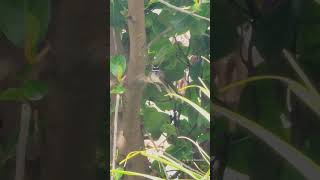 Whitethroated fantail bird spotted singing in the backyard birds birdslover fantailbird [upl. by Ecnarf505]