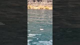 A Razorbill Alca torda checking me out while looking for fish beneath the Cliffs of Moher [upl. by Camden]