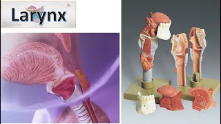 Anatomy of The Larynx Animation MCQ Blood Supply Nerve supply [upl. by Matless]