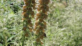 Digitalis ferruginea and Deschampsia [upl. by Ilenna]