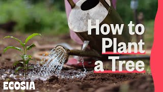 How to Plant a Tree [upl. by Donohue]