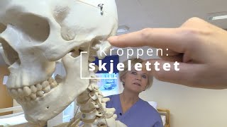 Kroppen skjelettet [upl. by Dorkas673]