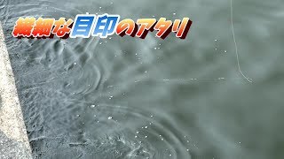 黒鯛落とし込み釣り目印仕掛けの繊細なアタリを捉えた動画 [upl. by Refanej35]