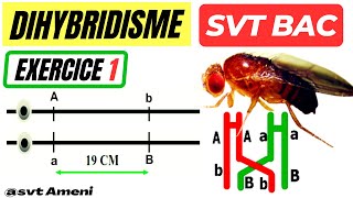 SVT Bac Génétique des diploïdes Dihybridisme Exercice 1  Corrigé [upl. by Magen]