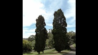 Plant ID White Cypress Pine Callitris glaucophylla [upl. by Ynetruoc]