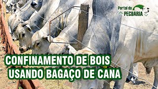 Dicas importantes para fazer a melhor ração à base de cana para o rebanho [upl. by Sennahoj583]