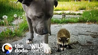 Wild Baby Raccoons Think A Pit Bull Is Their Mom  The Dodo Wild Hearts [upl. by Nadean]