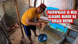 Pinaligoan ko ang Mga Dekalb Brown na manok  may pinadala ulit na blessing [upl. by Myrtie]